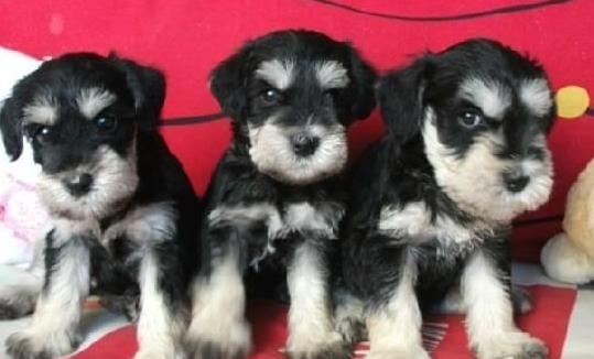 西安犬舍出售纯种雪纳瑞犬好不好养 在哪买狗