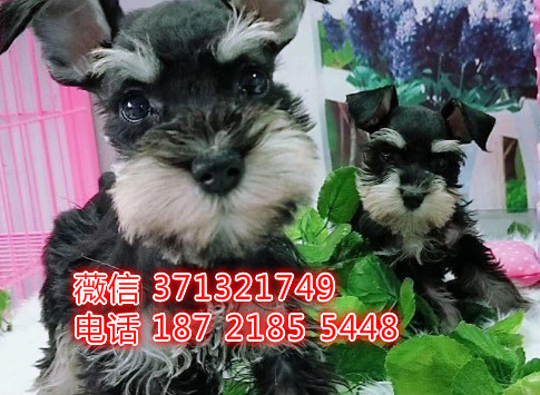 福州雪纳瑞犬出售纯种，福州犬舍 特价雪纳瑞犬