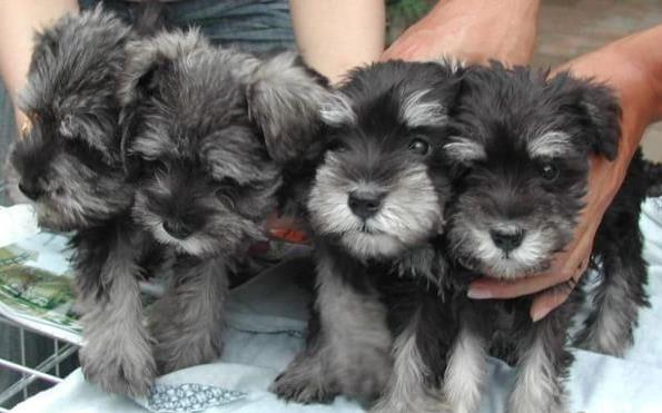 上海宠物狗领养 纯种雪纳瑞犬 狗市场在哪买狗