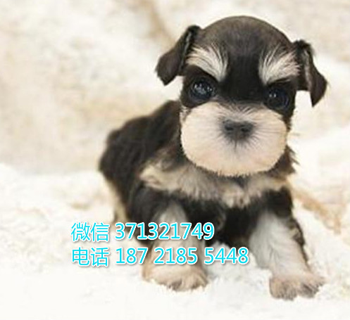 上海狗狗 出售雪纳瑞犬幼犬 上海特价宠物 特