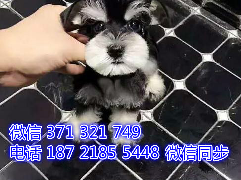 郑州宠物狗狗雪纳瑞犬出售纯种幼犬 郑州全国