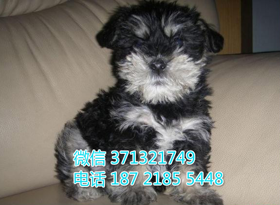 郑州宠物 雪纳瑞犬纯种幼犬 郑州狗场  特价宠