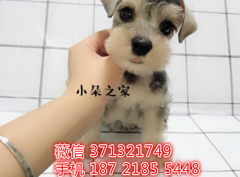 西安 全国发货 雪纳瑞犬纯种幼犬 西安犬舍促