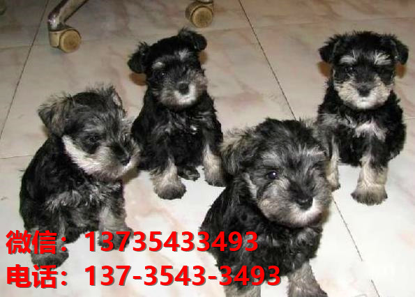 上海宠物狗狗犬舍出售纯种雪纳瑞犬迷你雪纳瑞狗哪里有卖狗地方买狗在哪