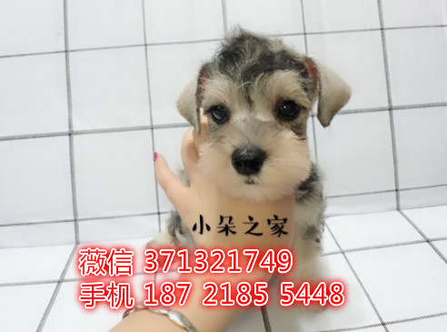 成都狗狗 雪纳瑞出售纯种幼犬成都狗场繁殖