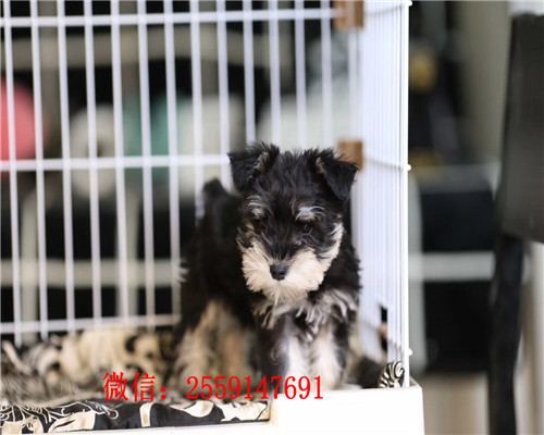 深圳哪里卖白色雪纳瑞 深圳健康雪纳瑞价格 深