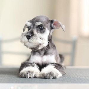 成都哪里有雪纳瑞出售成都雪纳瑞多少钱雪纳瑞