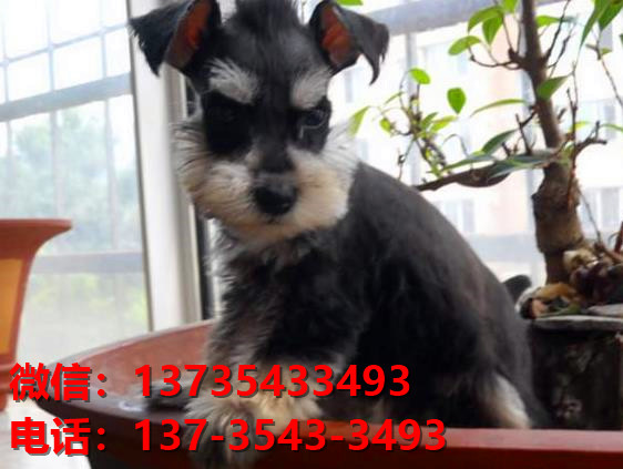 潍坊宠物狗狗犬舍出售纯种雪纳瑞犬迷你雪纳瑞