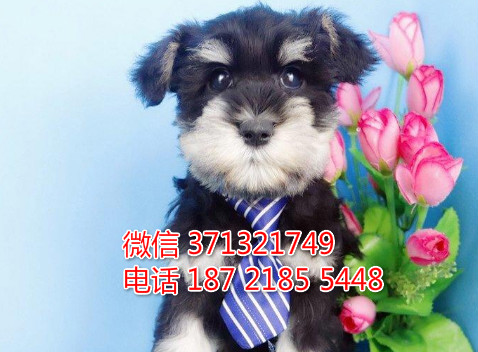 合肥宠物 雪纳瑞犬出售纯种幼犬 合肥犬舍在哪里