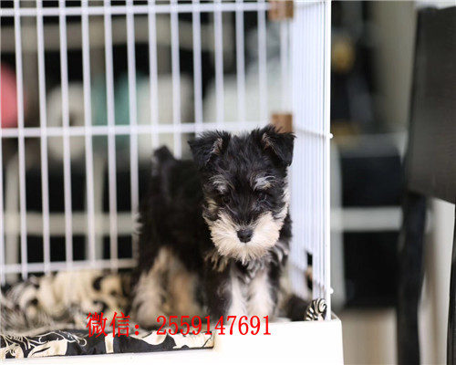 郑州哪里卖雪纳瑞 郑州雪纳瑞多少钱 郑州黑银