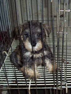 黔西南买狗 黔西南买雪纳瑞 犬场出售雪纳瑞