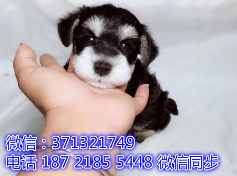 特价 雪纳瑞犬出售纯种幼犬 专业繁殖专业发货 可上门看沮