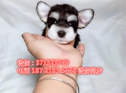 特价 雪纳瑞犬出售纯种幼犬 专业繁殖专业发货 可上门看移