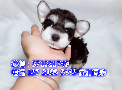 特价 雪纳瑞犬出售纯种幼犬 专业繁殖专业发货 可上门看踩