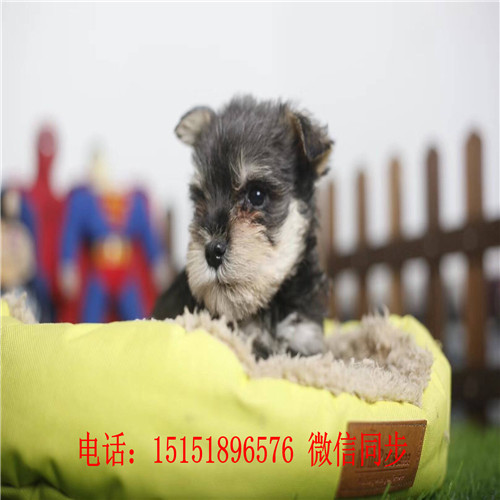 成都哪里卖雪纳瑞 成都雪纳瑞多少钱 成都黑银雪纳瑞出售 成都椒盐色雪纳瑞怎么卖的