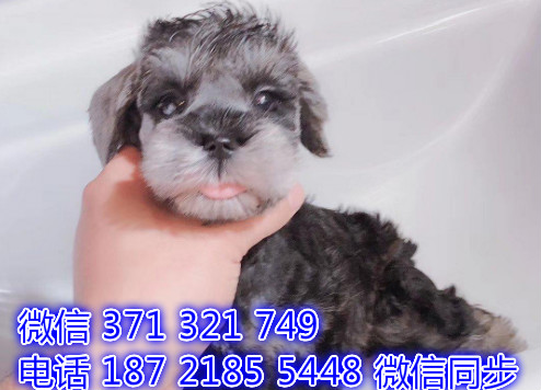 犬舍直销，哪里有宠物雪纳瑞，精品小型中型大型犬狗狗疑