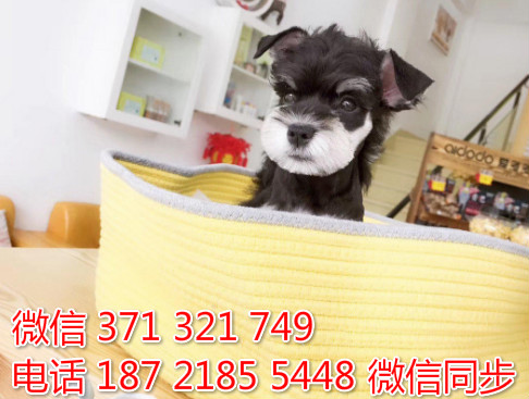 雪纳瑞犬纯种幼犬出售，犬舍直销雪纳瑞 迷你型健康判