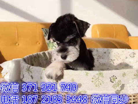 雪纳瑞宠物买卖 宠物市场 宠物狗狗图片宠物网健康阎