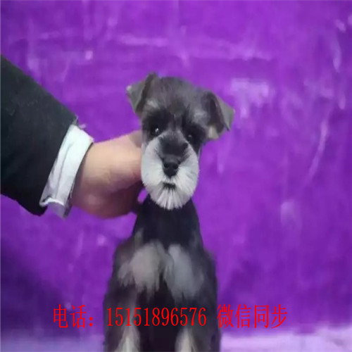 扬州哪里卖雪纳瑞 白色雪纳瑞出售 黑银雪纳瑞价格小体雪纳瑞多少钱