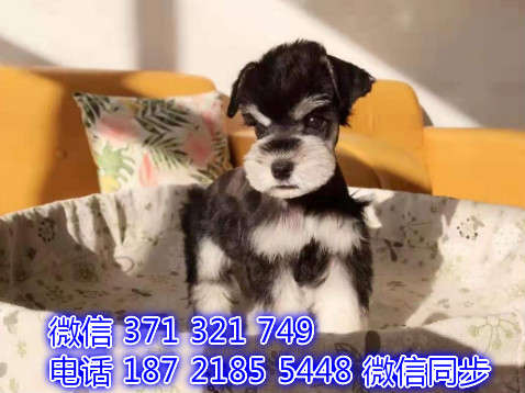 雪纳瑞宠物买卖 宠物市场 宠物狗狗图片宠物网健康瓢