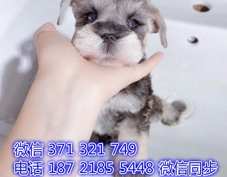 犬舍直销，哪里有宠物雪纳瑞，精品小型中型大型犬