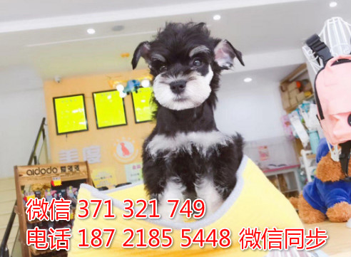 雪纳瑞犬纯种幼犬出售，犬舍直销雪纳瑞 迷你型