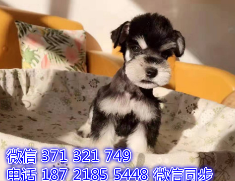 雪纳瑞宠物买卖 宠物市场 宠物狗狗图片宠物网