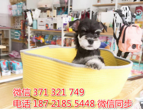 雪纳瑞犬纯种幼犬出售，犬舍直销雪纳瑞 迷你型健康判