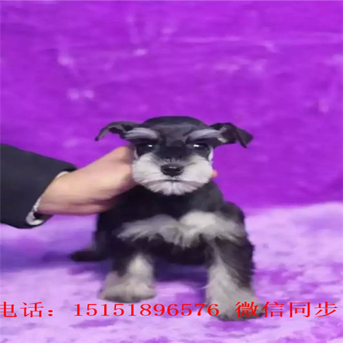 济南哪里卖雪纳瑞犬 济南哪里卖健康的雪纳瑞 