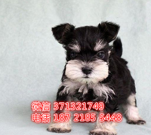 宠物市场 哪里有宠物雪纳瑞，精品小型中型大型