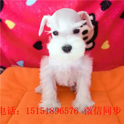 扬州哪里卖雪纳瑞 白色雪纳瑞出售 黑银雪纳瑞价格小体雪纳瑞多少钱