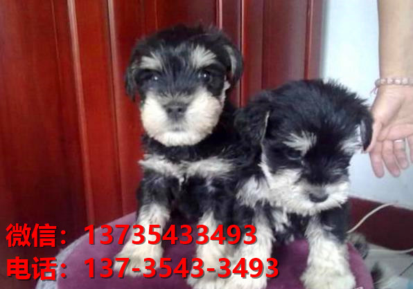 晋中宠物狗狗犬舍出售纯种雪纳瑞犬卖狗买狗地