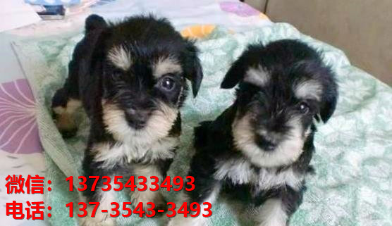 西安狗场出生纯种雪纳瑞犬幼犬迷你椒盐色卖狗