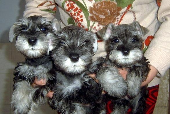 龙陵县买宠物狗 龙陵县买雪纳瑞 狗场雪纳瑞出