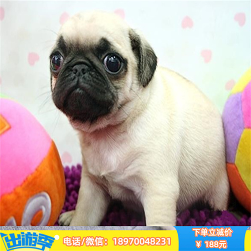 南昌出售精品宠物狗 保证健康 支持各种检查