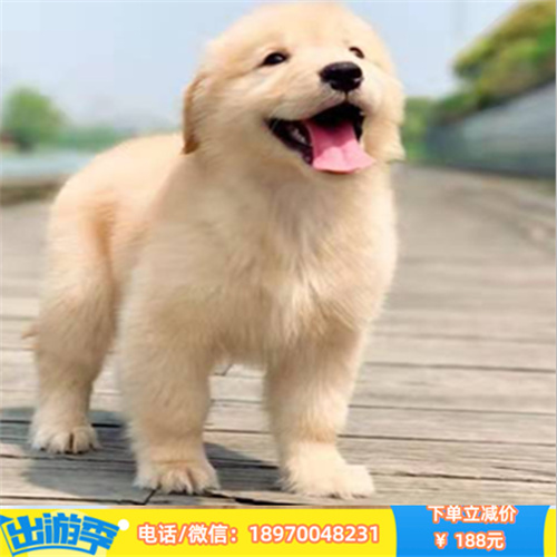 哈尔滨出售精品宠物狗 保证健康 支持各种检查