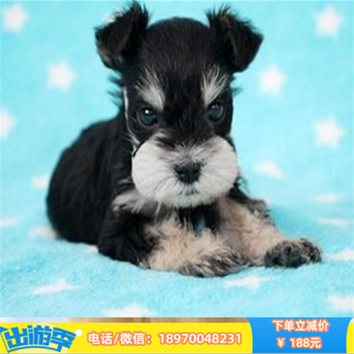 郑州出售精品宠物狗 保证健康 支持各种检查