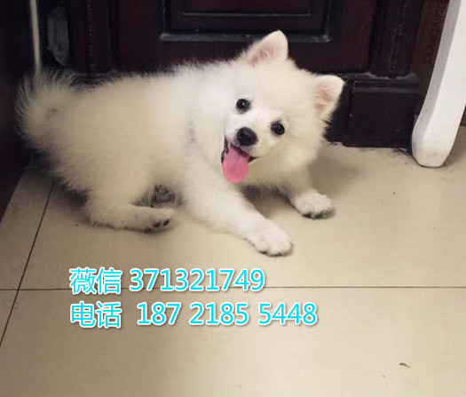 合肥出售银狐犬幼犬，尖嘴犬银狐狗狗，合肥犬舍在