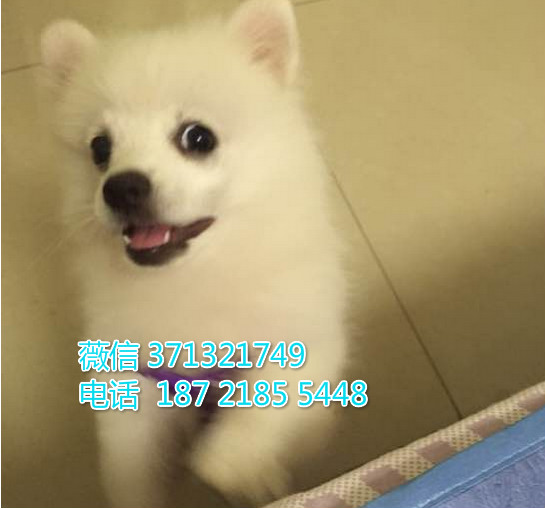 银狐犬出售纯种幼犬，小型犬狗狗，活泼聪明