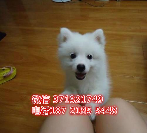 宁波出售银狐犬纯种幼犬 小型犬银狐犬狗狗包