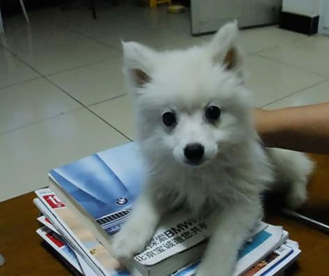 上海犬舍出售纯种银狐犬幼犬哪里有宠物狗领养