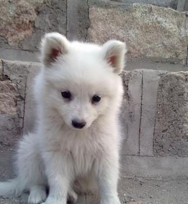 长春犬舍出售纯种银狐犬幼犬哪里有宠物狗领养