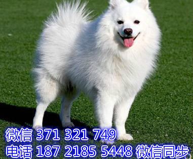 成都宠物狗狗 银狐犬纯种幼犬 成都犬舍直销