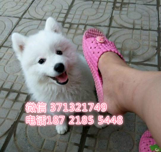 哈尔滨宠物银狐犬出售纯种幼犬 哈尔滨狗场在