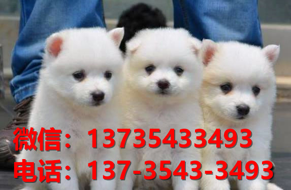 杭州宠物狗狗犬舍出售纯种银狐犬 日本尖嘴犬 