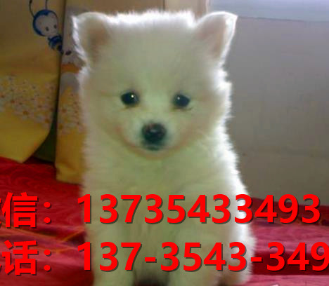 贵阳宠物狗狗犬舍出售纯种银狐犬 日本尖嘴银