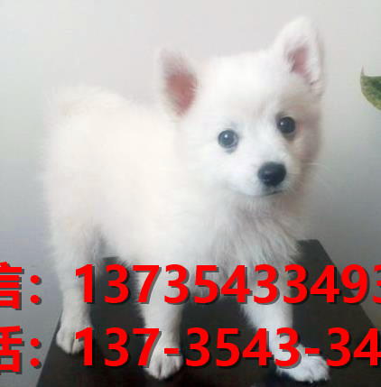 重庆宠物狗狗犬舍出售纯种银狐犬 日本尖嘴犬 