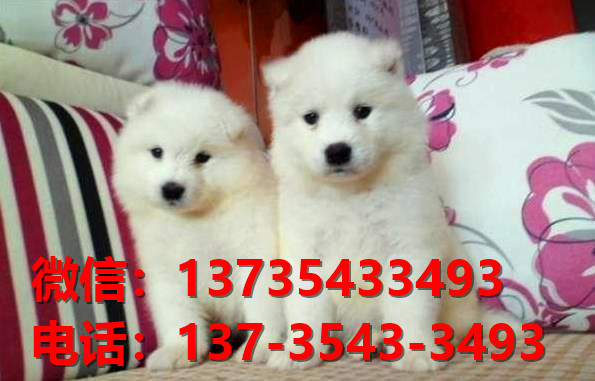 厦门宠物狗狗犬舍出售纯种银狐犬 日本尖嘴银