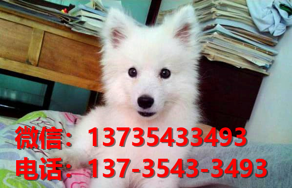 重庆宠物狗狗犬舍出售纯种银狐犬 日本尖嘴银