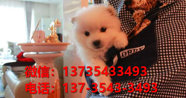 西安宠物狗狗犬舍出售纯种银狐犬 日本尖嘴银